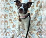 Small Chihuahua Mix
