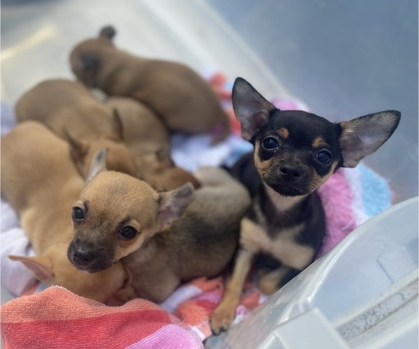 Medium Photo #1 Chihuahua Puppy For Sale in CASTLE HAYNE, NC, USA