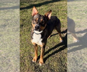 Mutt Dogs for adoption in Oak Bluffs, MA, USA
