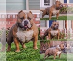 Small #11 American Bully