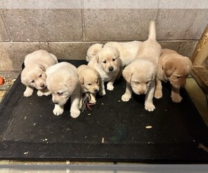 Labrador Retriever Puppy for sale in GLIDDEN, WI, USA