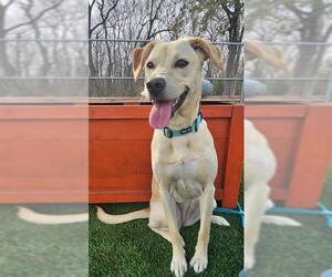 Boxer-Golden Retriever Mix Dogs for adoption in Baytown, TX, USA