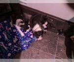 Small Photo #38 Boston Terrier-Collie Mix Puppy For Sale in COLUMBUS, OH, USA