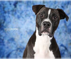 Champ - Male American Pit Bull Terrier-Unknown Mix Dog for Adoption - Photo #12