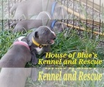 Small Photo #7 American Pit Bull Terrier Puppy For Sale in DELAWARE, OH, USA