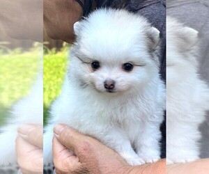 Pomeranian Puppy for sale in LISLE, IL, USA
