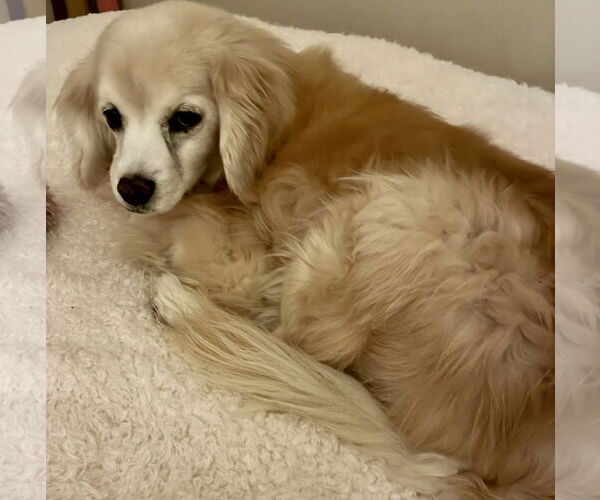 Medium Photo #3 Golden Cocker Retriever Puppy For Sale in Middlesex, NC, USA