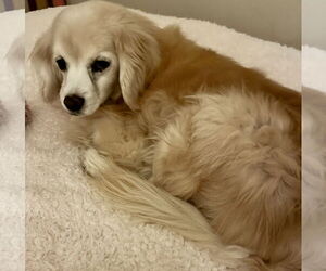 Bucky - Male Golden Cocker Retriever Dog for Adoption - Photo #3