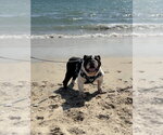 Small Bulldog