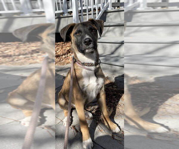 Medium Photo #13 Collie-German Shepherd Dog Mix Puppy For Sale in Lakewood, CO, USA