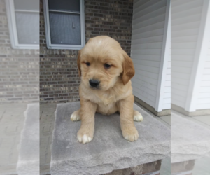 Golden Retriever Puppy for sale in ANN ARBOR, MI, USA