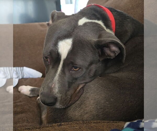 Medium Photo #4 American Pit Bull Terrier Puppy For Sale in Minneapolis, MN, USA