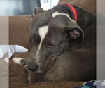 Small #3 American Pit Bull Terrier