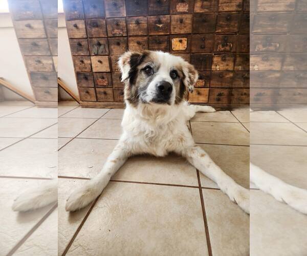 Medium Photo #3 Australian Shepherd-Unknown Mix Puppy For Sale in New London, WI, USA