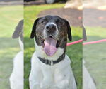 Small #12 Labrador Retriever Mix