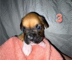 Puppy 5 Boxer