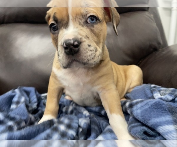 Medium Photo #110 American Bully Puppy For Sale in REESEVILLE, WI, USA