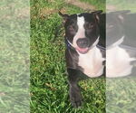 Small #20 American Pit Bull Terrier Mix