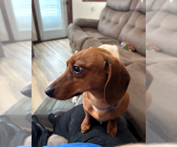 Medium Photo #4 Dachshund Puppy For Sale in Sioux Falls, SD, USA