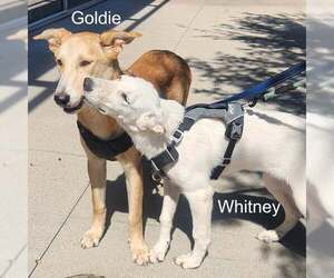Whitney - Female Labrador Retriever-Unknown Mix Dog for Adoption - Photo #2