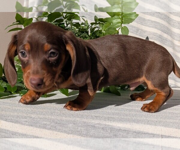 Medium Photo #36 Dachshund Puppy For Sale in GOSHEN, IN, USA