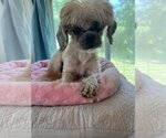 Small #5 Shih Tzu Mix