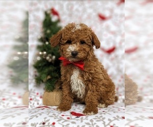 Medium Poodle (Miniature)