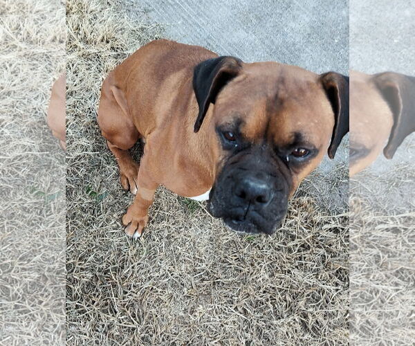 Medium Photo #3 Boxer Puppy For Sale in  Katy, TX, USA