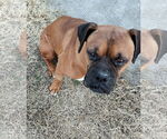 Small Photo #3 Boxer Puppy For Sale in  Katy, TX, USA