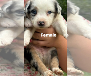 Medium Australian Shepherd