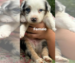 Puppy Puppy 4 Australian Shepherd