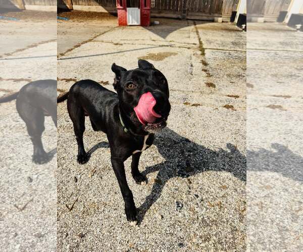 Medium Photo #5 Mutt Puppy For Sale in Houston, TX, USA