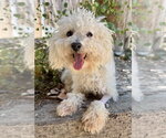 Small #2 Bichon Frise