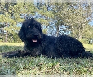 Mother of the Labradoodle-Poodle (Standard) Mix puppies born on 10/13/2023