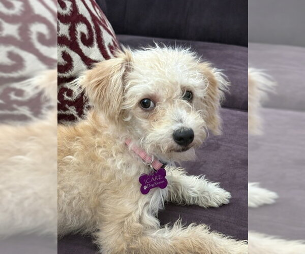Medium Photo #1 Poodle (Miniature)-Unknown Mix Puppy For Sale in Corona, CA, USA