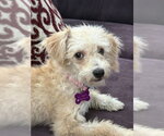 Small Poodle (Miniature) Mix