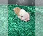 Small Photo #78 Boston Terrier Puppy For Sale in TULARE, CA, USA