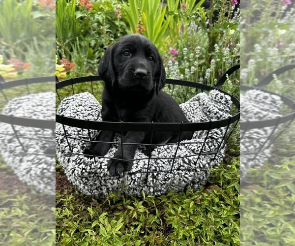 Medium Photo #1 Golden Labrador Puppy For Sale in HARRISONBURG, VA, USA