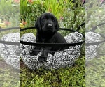 Image preview for Ad Listing. Nickname: Gigi