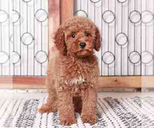 Poodle (Miniature) Puppy for sale in NAPLES, FL, USA