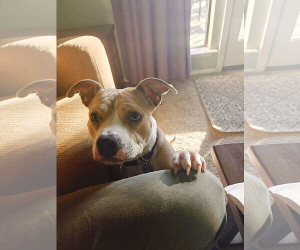 Medium Photo #2 American Bulldog-Unknown Mix Puppy For Sale in Woodland, CA, USA