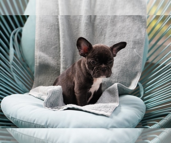 Full screen Photo #3 French Bulldog Puppy For Sale in TAMPA, FL, USA