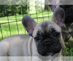 Small Photo #4 French Bulldog Puppy For Sale in SOLWAY, MN, USA
