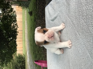 English Bulldogge Puppy for sale in NASHVILLE, TN, USA