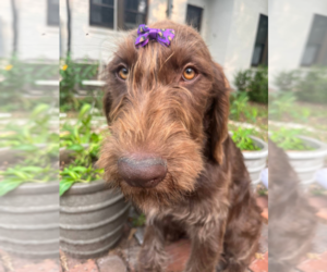 Labradoodle Puppy for sale in PEMBROKE, GA, USA