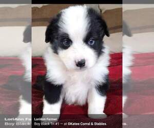 Australian Shepherd Puppy for Sale in RIDGELAND, South Carolina USA