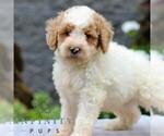 Small #2 Poodle (Miniature)