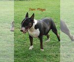 Small Photo #1 Bull Terrier Puppy For Sale in HOUSTON, TX, USA