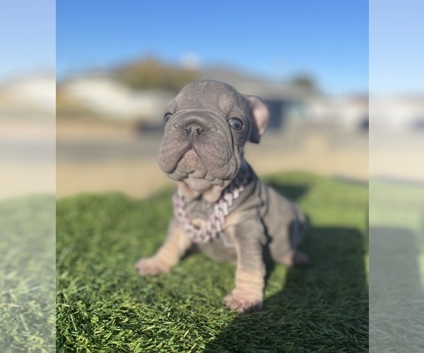 Medium Photo #9 French Bulldog Puppy For Sale in WEST HOLLYWOOD, CA, USA