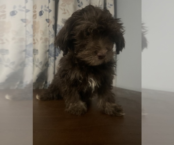 Medium Photo #42 Havanese Puppy For Sale in DURHAM, CT, USA